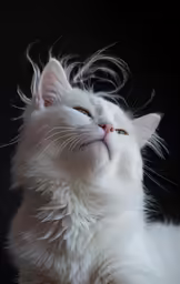 a white cat laying down and staring up at something