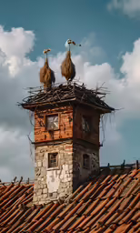 two large birds perched on the top of a tower