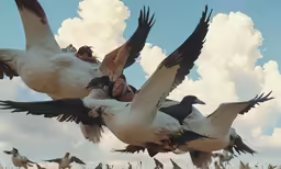 several birds in flight near each other on the ground