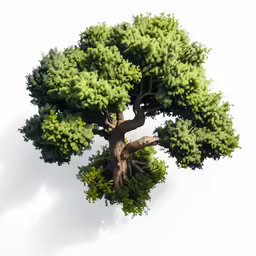 a top down view of a large tree