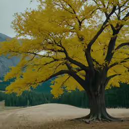 the yellow tree has very colorful leaves
