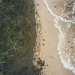 a beach covered in grass near the ocean