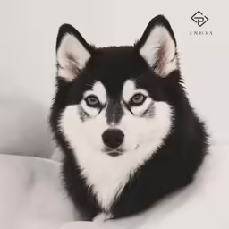 the black and white husky dog is laying down