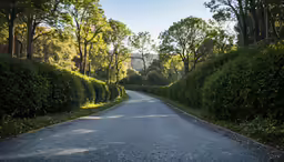the road in front of trees has a long curve