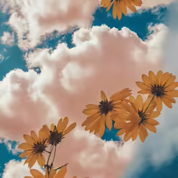 a photo with yellow daisies, clouds and a sky in the background