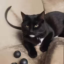 a black cat laying on a chair with its paws on the back
