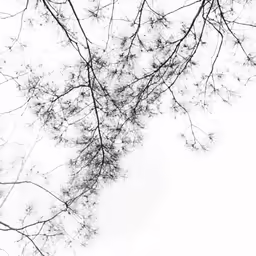the view looking up at some tree branches