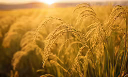 a close up of a field with green grass