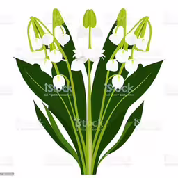 a vase with lilies and leaves on a white background royalty,white lilies on a white background, illustration stock