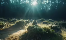 a forest covered in grass and grass covered trees