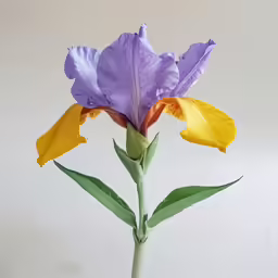 three purple and yellow flowers on a stem