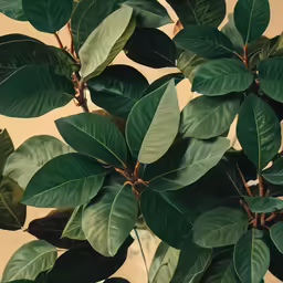 closeup of a green tree with leaves