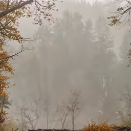 a photo of a wooded area in the fall