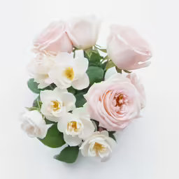 a bunch of roses with green leaves on a white background