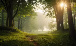 an empty path between two large trees in a forest