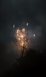 a firework exploding in the air above a tree