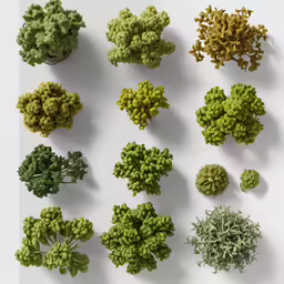 the plants in a set are very colorful