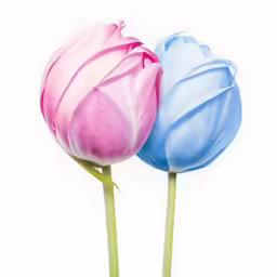 two flowers, one blue and one pink on top of each other