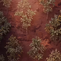 this is a picture of many trees near each other