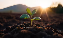 plant grows in the dirt while a sunset shines in the background