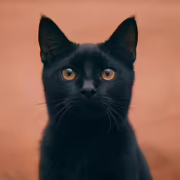 the black cat looks at the camera and stares intently