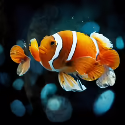 a clown fish is seen in this underwater photograph