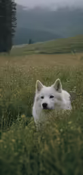 an animal that is walking in the grass