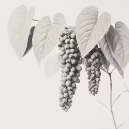 grapes are growing in the tree with leaves