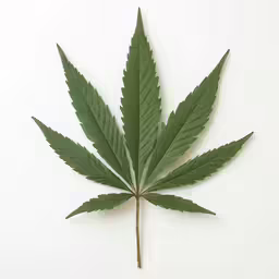 a green leaf with one end on top of the other
