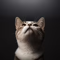 a cat with a very cute look on its face