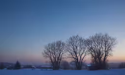 two trees standing in the middle of a snowy field