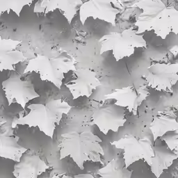 the leaves are starting to turn white in color