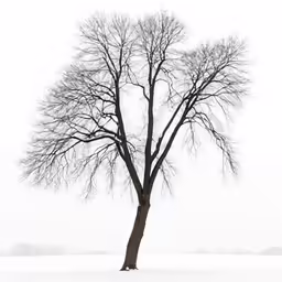 a lone tree sitting in the snow, with no leaves on it