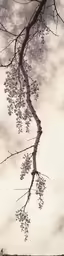 tree branches in the foreground with a sky background