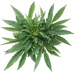green leaves and other plant life hang from a stem