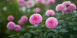 a field of pink flowers are growing in the garden