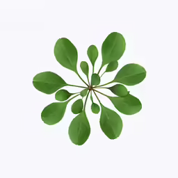 a leaf arrangement with green leaves on white