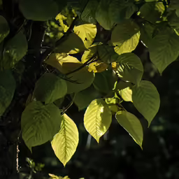 some large leafy green leaves in front of a tree