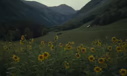 a field full of yellow sunflowers sitting on top of a green hill