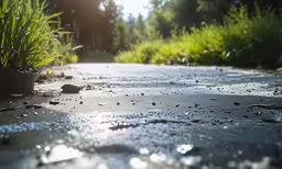 the street is wet and the trees are green