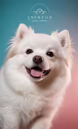 a fluffy white dog smiling for the camera