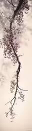 two branches on a tree reflected in water