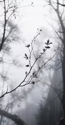 a small tree branch in the middle of a dark forest