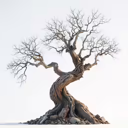 a tree that has been growing out of some rocks