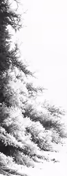 a black and white photo shows pine branches