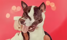 the dog is wearing a white shirt with brown trims