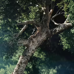 a giraffe laying in a tree, it looks to be very large