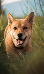 a dog sitting in the tall grass looking at something