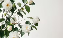 large white flowers and green leaves against a neutral background