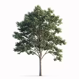 a very tall tree standing on a white background